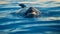 Menacing Leopard Seal in Frigid Antarctic Ocean at Sunset