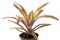 Mend Bromeliad On White