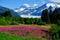 Mendenhall Glacier view with Fireweed