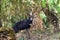 Menelik Bushbuck (Tragelaphus scriptus menelik), Bale Mountain, Ethiopia, Africa safari wildlife