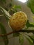 mengkudu (Morinda citrifolia)