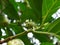 Mengkudu (Morinda citrifolia) flower buds