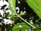 Mengkudu (Morinda citrifolia) flower buds at the beginning of the growth period