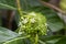 Mengkudu, Noni fruit Morinda citrifolia flowers, also called a starvation fruit