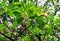 Mengkudu, Noni fruit Morinda citrifolia, sometimes called a starvation fruit
