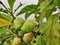 Mengkudu or noni fruits or morinda citrifolia