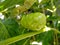 Mengkudu or Noni Fruits or Morinda citrifolia with green leaves
