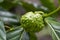 Mengkudu, raw Noni fruit Morinda citrifolia, also called a starvation fruit