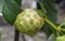 Mengkudu, ripe Noni fruit Morinda citrifolia, also called a starvation fruit