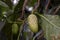 Mengkudu, ripe Noni fruit (Morinda citrifolia), also called a starvation fruit