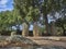 Menhir Alignment of Stantari, ancient stone pilars on Corsica