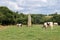 Menhir of Kerguezennec in the middle of grassland, Begard, Brittany, France