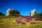 Menhirs and purple flower typical of Breton heather