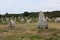 Menhirs surrounded by grass and flowers