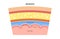 Meninges anatomy diagram