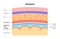 Meninges anatomy diagram