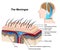 Meninges medical 3d  illustration on white background