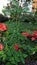 Meniran flowers that grow wild among other plants in a garden full of Ixora flowers in the afternoon.