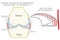 Meniscus _Blood supply