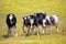 Menorca Friesian cow cattle grazing in green meadow
