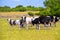 Menorca Friesian cow cattle grazing in green meadow