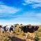Menorca friesian cows cattle grazing near Ciutadella