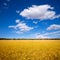 Menorca golden wheat fields in Ciutadella