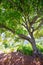 Menorca oak tree forest in northern cost near Cala Pilar