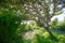 Menorca oak tree forest in northern cost near Cala Pilar