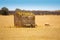 Menorca sheep flock grazing in golden dried meadow