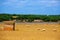 Menorca sheep flock grazing in golden dried meadow