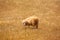 Menorca sheep grazing in golden dried meadow