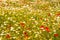 Menorca spring field with poppies and daisy flowers