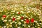 Menorca spring field with poppies and daisy flowers