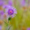 Menorca spring thistle purple flowers