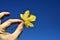 Mens hand holding yellow autumn maple (Acer) leaf against blue sky