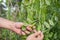 Mens hands tear ripe fruit of peas grown in the garden