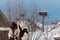 Mens wearing masks on the winter ending Transylvanian traditional carnival