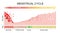 Menstrual cycle. changes in the endometrium during the menstrual cycle