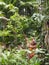 Mentawai shaman hunting in the jungle