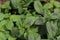 Mentha aquatica. Green fragrant water mint.