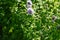 Mentha aquatica with purple flowers