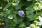 Mentha aquatica with purple flowers