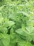 Mentha aromatic herb