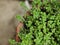 MENTHA ARVENSIS CORN MINT, FIELD MINT OF WILD MINT