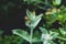 Mentha longifolia silver with beautiful silver-green letters covered with thick hairs. Mint growing in the garden.