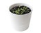 Mentha Mint, Mintha seedlings in pot. Very young plants. Gardening concept. White background