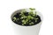 Mentha Mint,  Mintha seedlings in pot. Very young plants. Gardening concept. White background