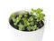 Mentha Mint, Mintha seedlings in pot. Very young plants.  Gardening concept. White background