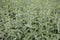 Mentha Nepetoides with light green fluffy leaves